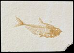 Diplomystus Fossil Fish - Wyoming #52720-1